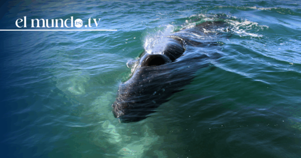 Baja California 2026