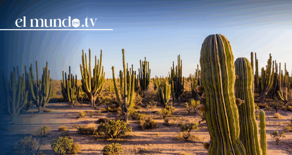 What to do and visit in Sonora, Mexico, during your vacation 2026?