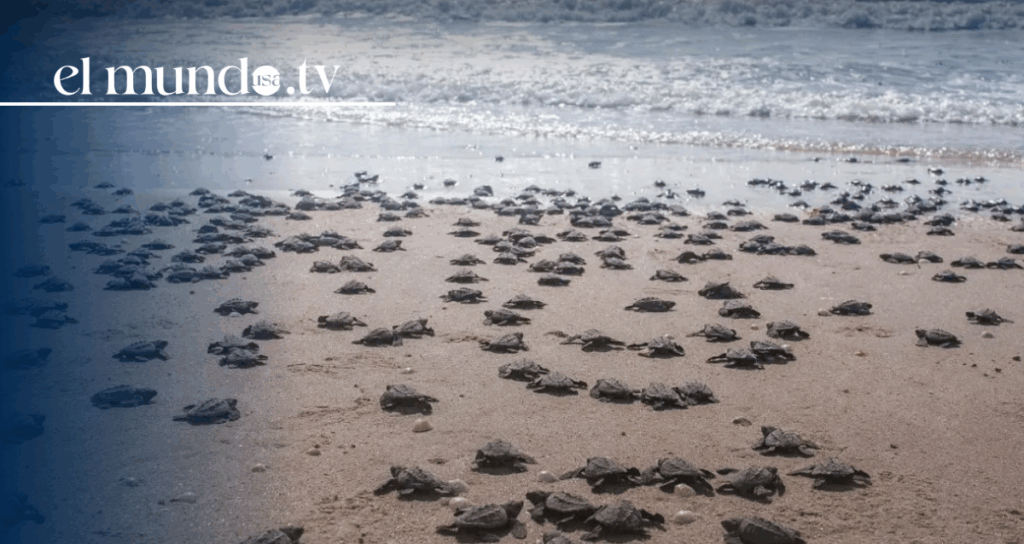 Sinaloa, where beaches, music, and parties come together in Mexico 2026