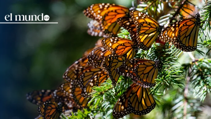 ¿Cuándo ver mariposas monarca en Michoacán? Inicio, cierre y más