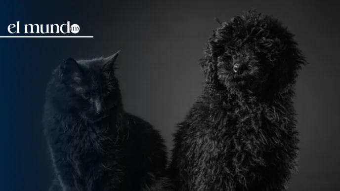 CDMX refuerza alerta por maltrato a perros y gatos negros durante Halloween y Día de Muertos