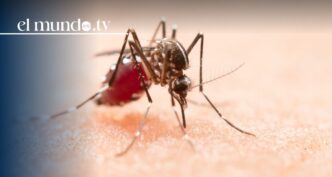 Chikungunya outbreak in Seychelles triggers U.S. travel alert