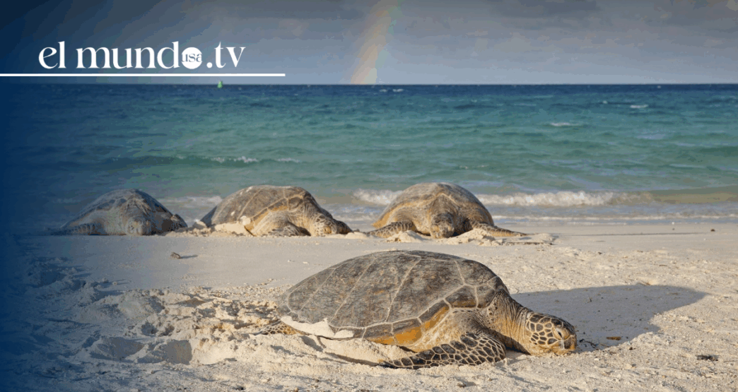 Sinaloa, where beaches, music, and parties come together in Mexico