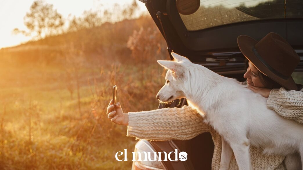 Dog Travel on Popular U.S. Road Trips with Pet-Friendly Routes and Safety Guidelines