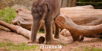 Fort Worth Zoo Celebrates Birth of Healthy Male Asian Elephant Calf