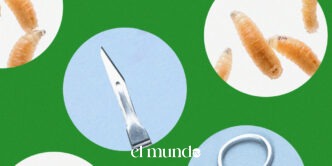 Medical Maggots Return to American Hospitals as Doctors Seek Precise Wound Treatment