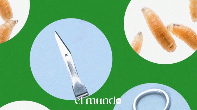 Medical Maggots Return to American Hospitals as Doctors Seek Precise Wound Treatment