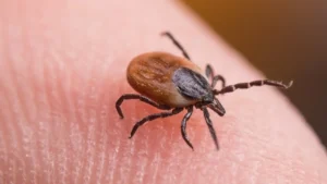 Emergency Room Visits for Tick Bites Surge to Highest Seasonal Levels in Nearly a Decade