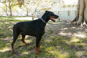 LAPD Officer Fatally Shoots Family Dog During Response to Woman Celebrating Knicks Victory