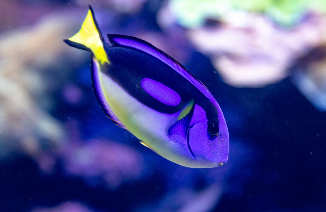 Pixar Reveals New Theatrical Short Loving Dory at Annecy Animation Festival