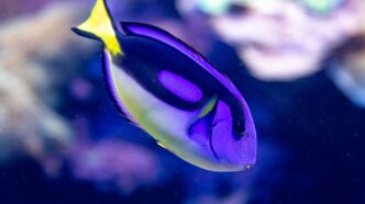 Pixar Reveals New Theatrical Short Loving Dory at Annecy Animation Festival