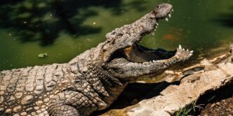Three-Year-Old Boy Critically Injured by Crocodile at British Zoo, Man Arrested