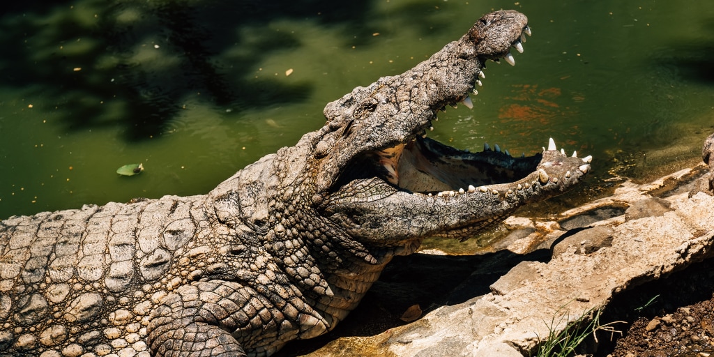 Three-Year-Old Boy Critically Injured by Crocodile at British Zoo, Man Arrested